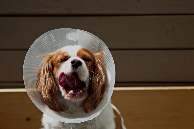 Brown and white dog wearing a plastic protective cone collar, licking its nose with eyes closed.