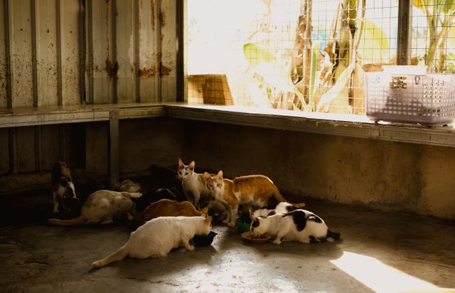 A group of cats eating from bowls on a concrete floor inside a shaded, enclosed area with sunlight streaming in through a wire mesh window.