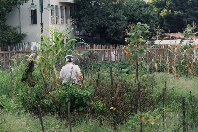 Person wearing a white shirt and head covering tending to a lush garden with various plants and tall corn stalks, with a residential building and wooden fence in the background.