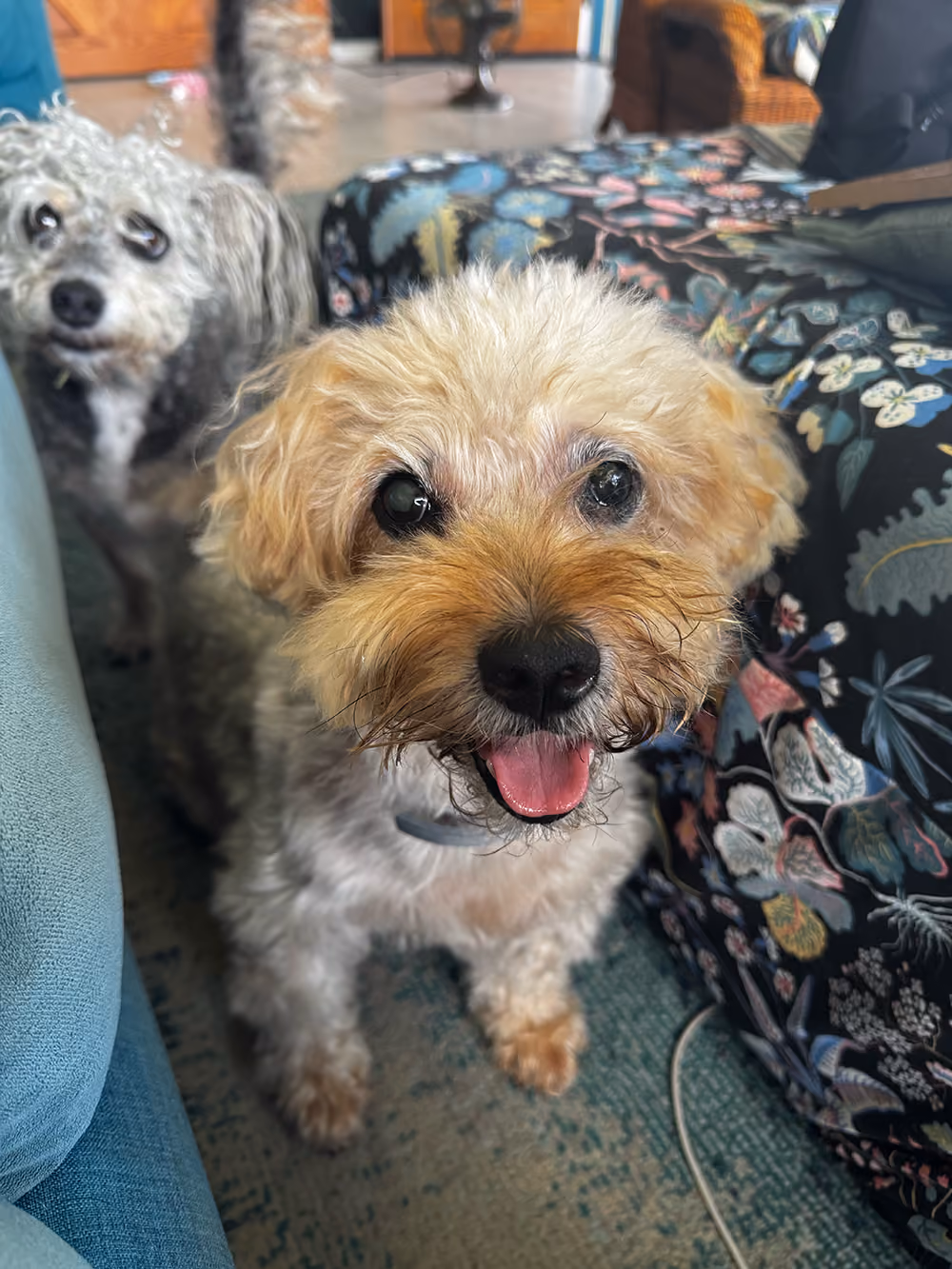 Sparty and Nui being playful while I'm trying to work