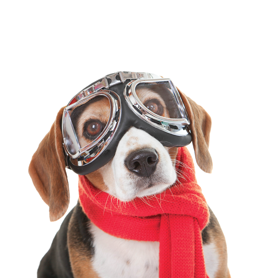 Beagle dog wearing vintage aviator goggles and a bright red scarf around its neck.