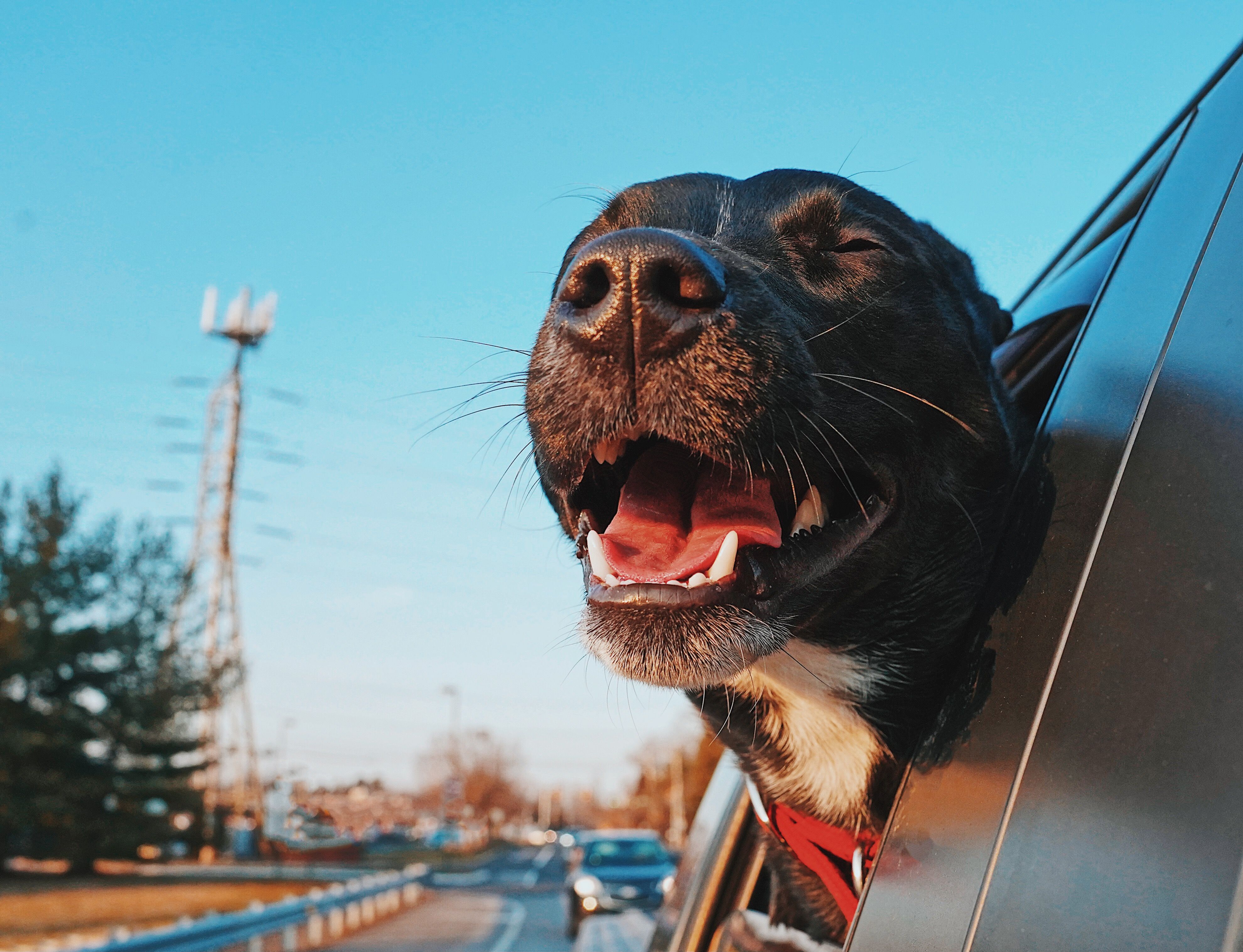 Happy black dog with red collar sticking its head out of a car window on a sunny day.