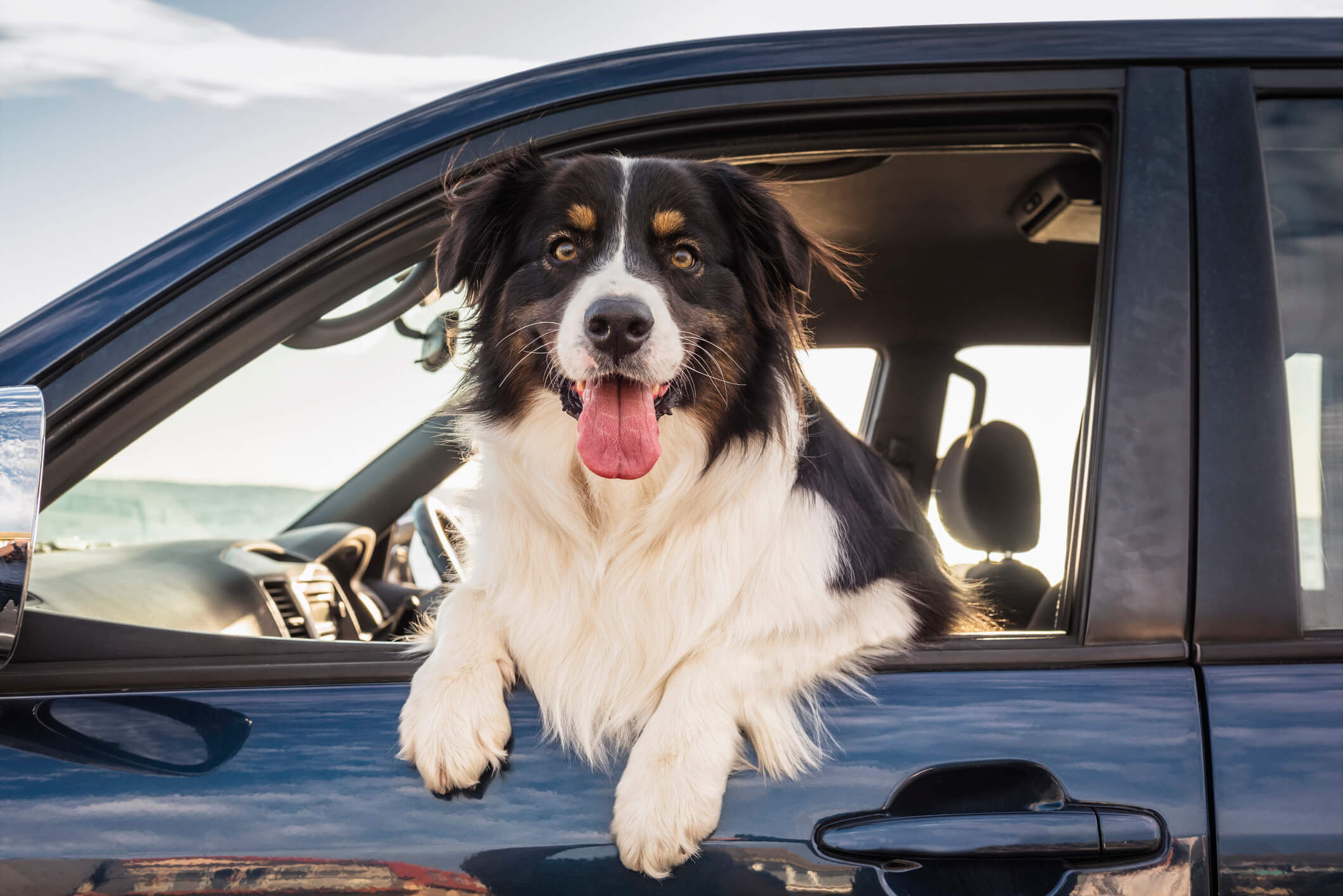 Black and white dog with tongue out leaning out the open window of a blue car.