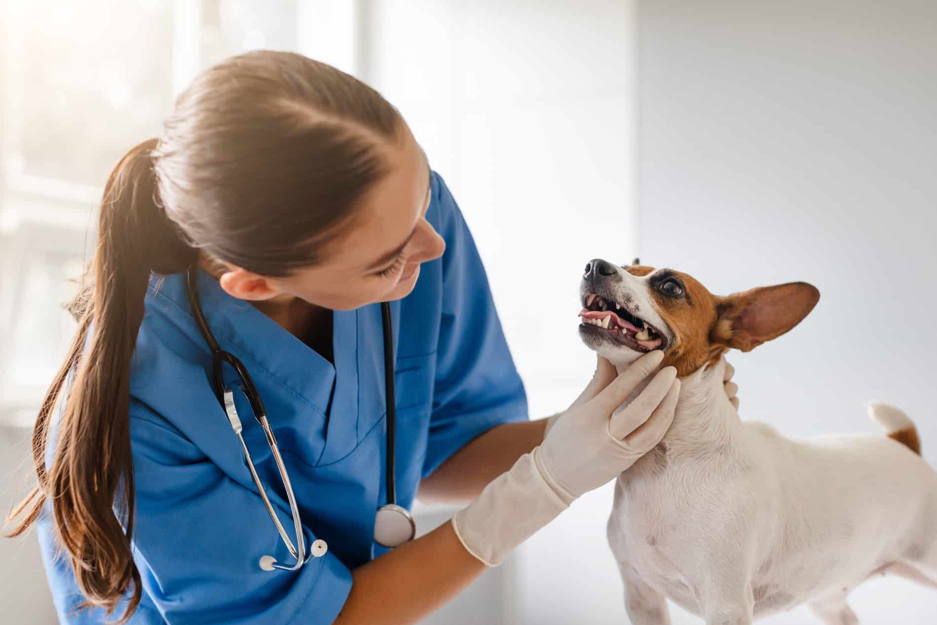 Veterinarian in blue scrubs examining a small white and brown dog wearing gloves.