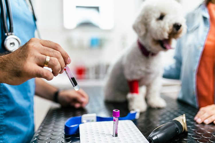 Veterinary Lab & X-Rays