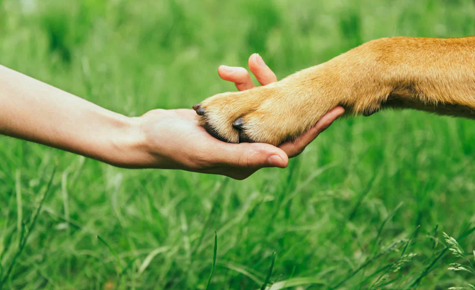 Pet Euthanasia & End-of-Life Care 