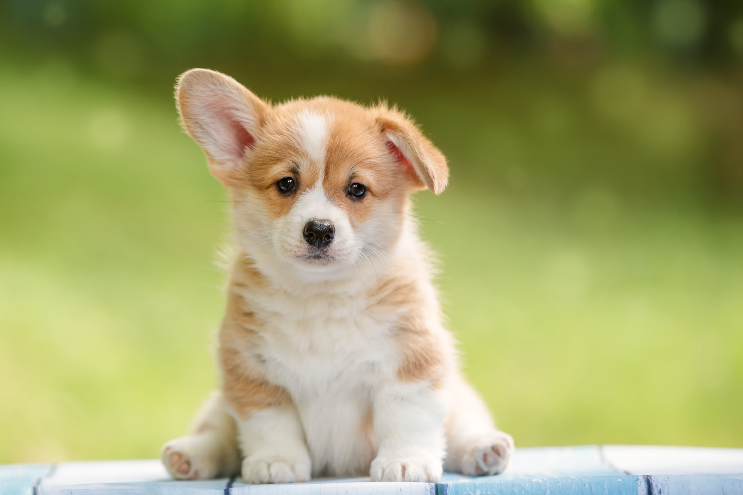 Puppy Visits