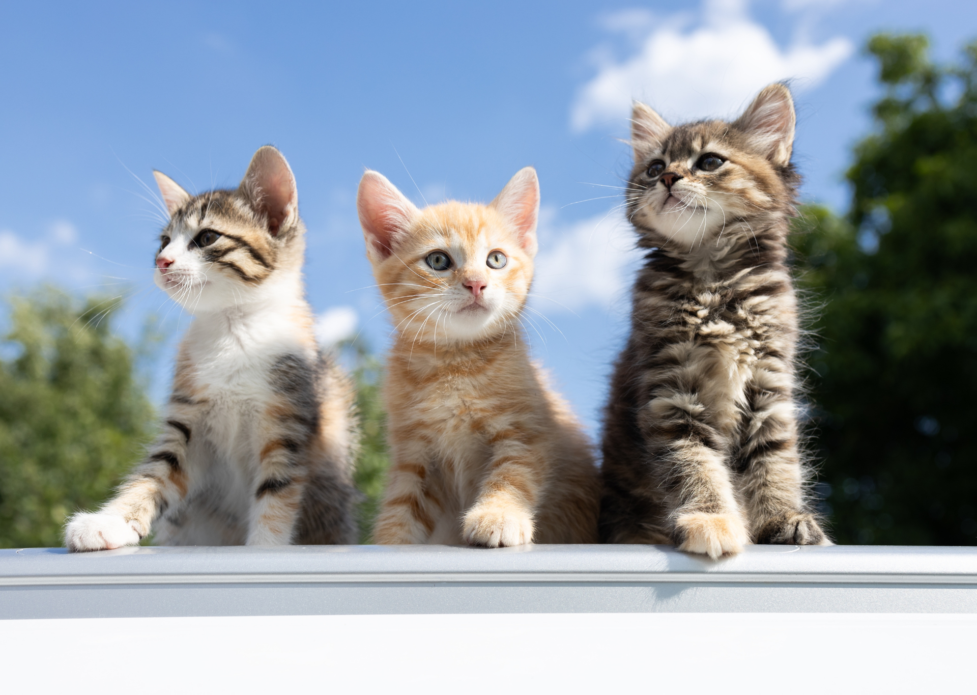 Kitten Visits