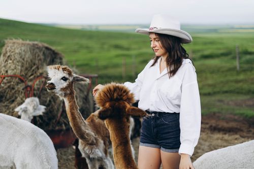 Young woman wearing a white hat, white shirt, and denim shorts standing outdoors in a green field, interacting with three alpacas of varying colors including white, brown, and brown-and-white, near a hay bale on a farm.