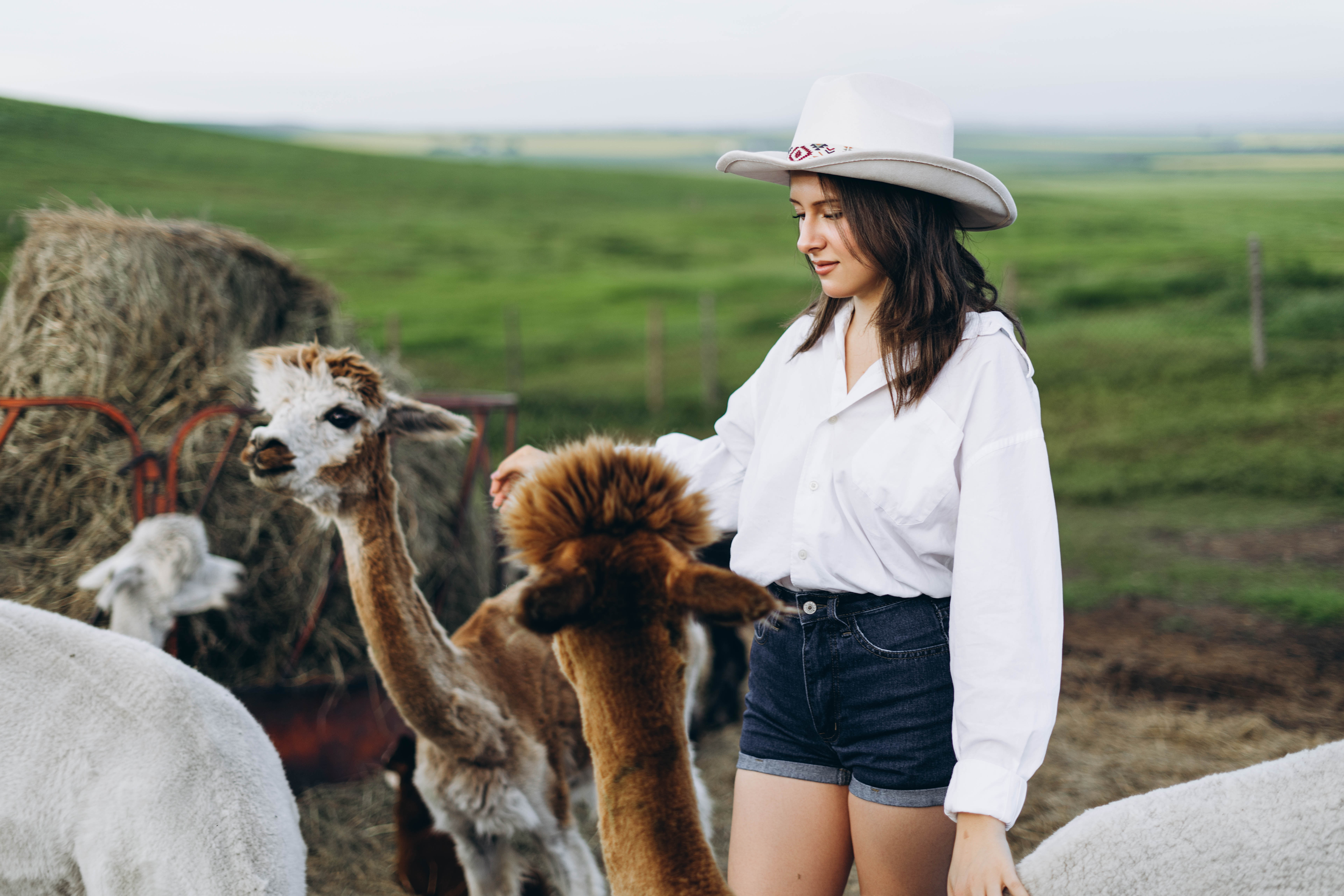 Young woman wearing a white hat, white shirt, and denim shorts standing outdoors in a green field, interacting with three alpacas of varying colors including white, brown, and brown-and-white, near a hay bale on a farm.