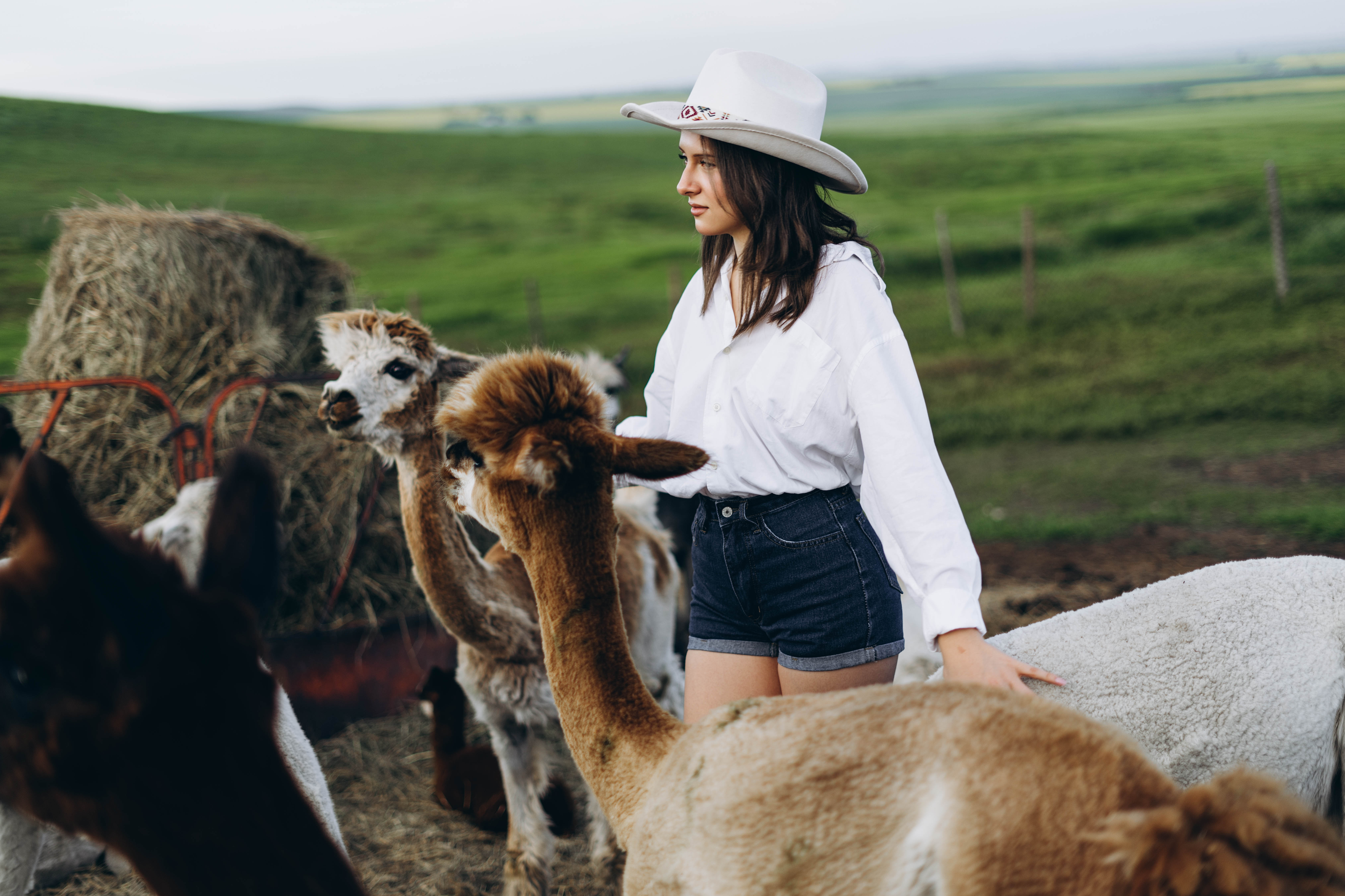 Young woman wearing a white cowboy hat, white shirt, and black shorts stands among several alpacas on a green farm field.