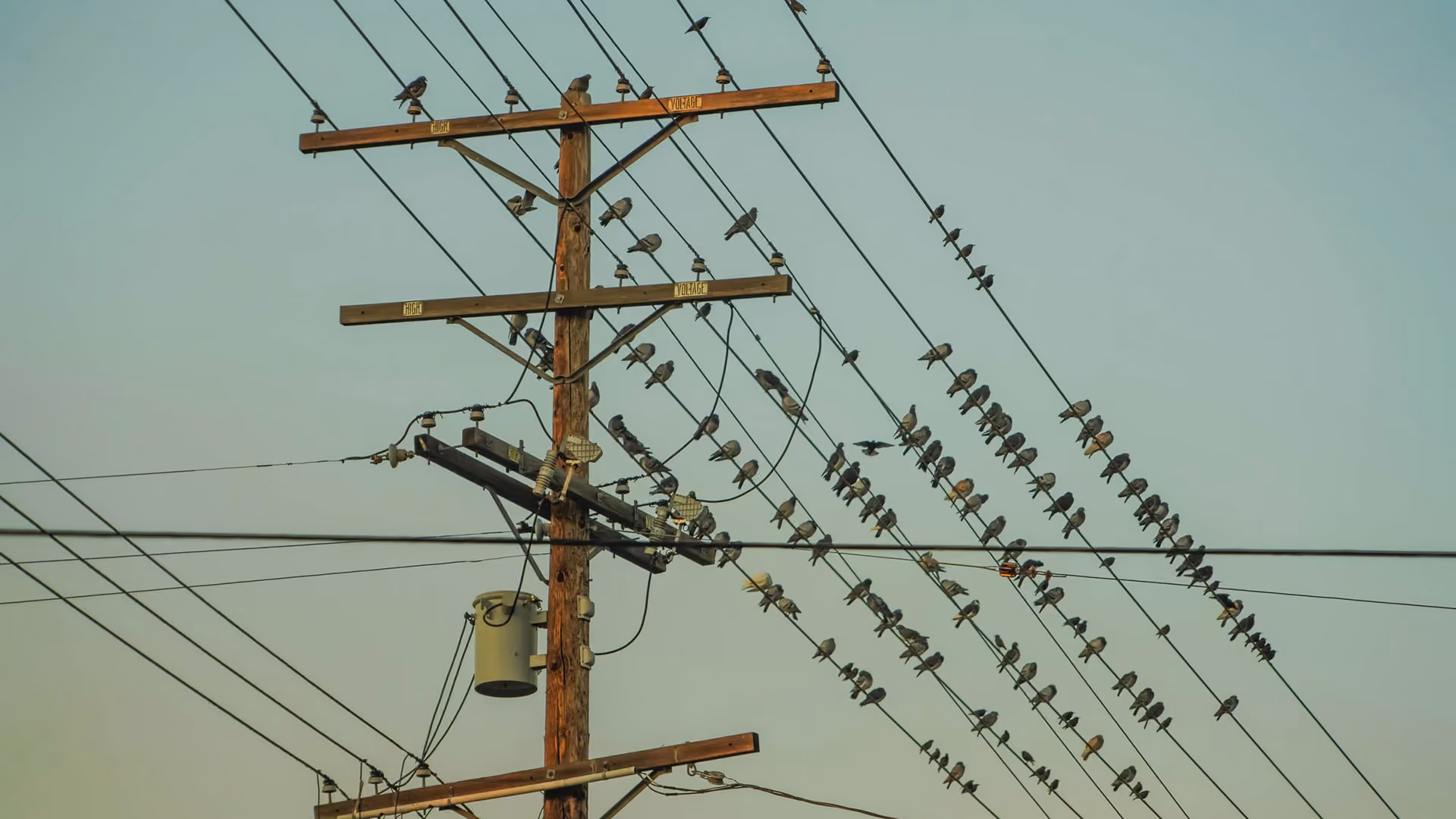 Electricity poll