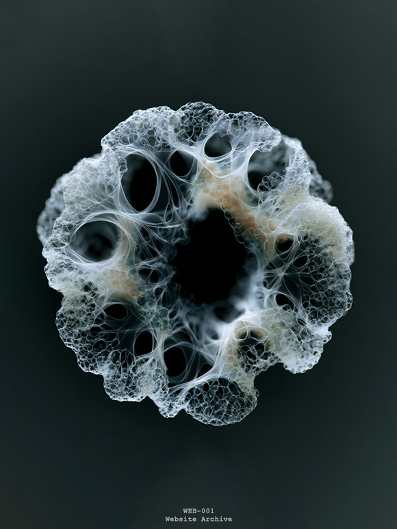 Research visualization of a porous biological structure exploring morphology, structural organization and biological design principles.