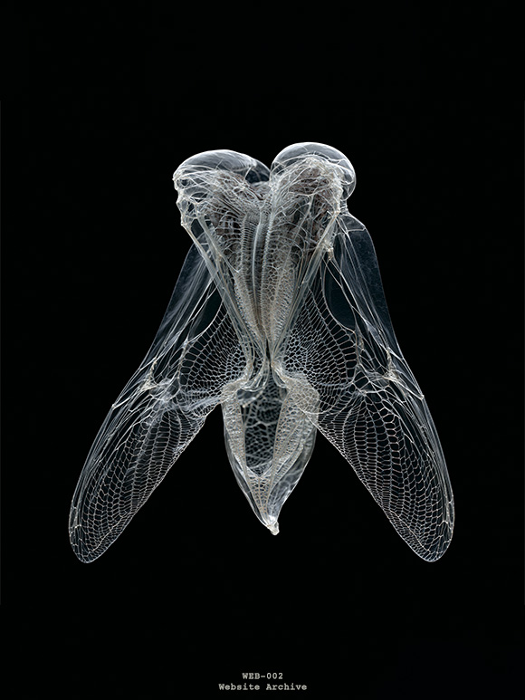 Research visualization of an insect wing exploring morphology, structural organization and biological design principles.