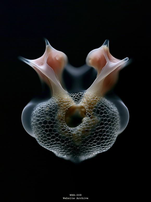 Research visualization of a translucent marine organism exploring morphology, structural organization and biological design principles.