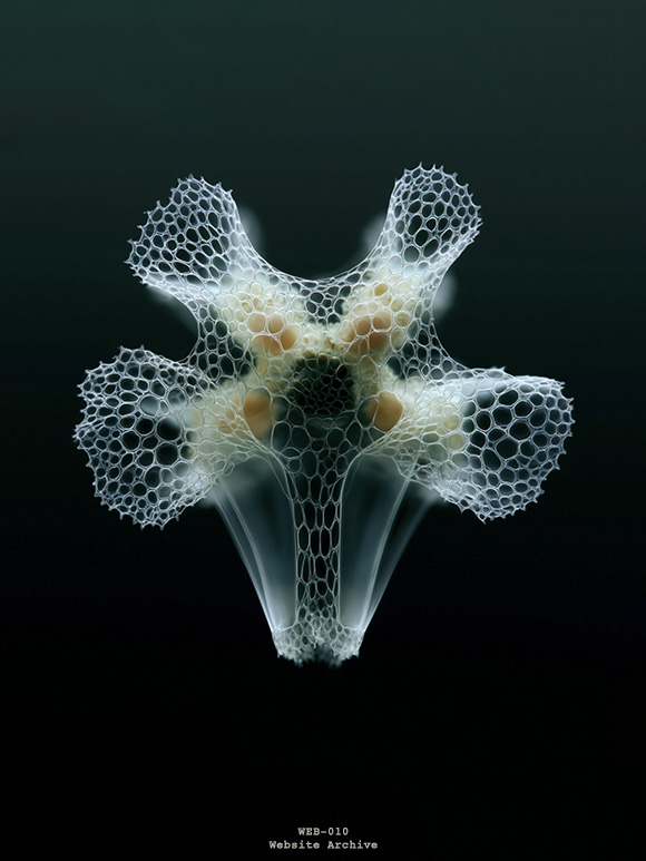 Research visualization of a translucent marine organism exploring morphology, structural organization and biological design principles.