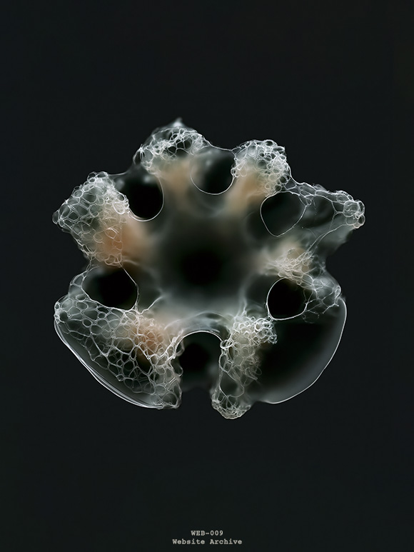 Research visualization of a translucent biological structure exploring porous morphology, structural organization and biological design principles.