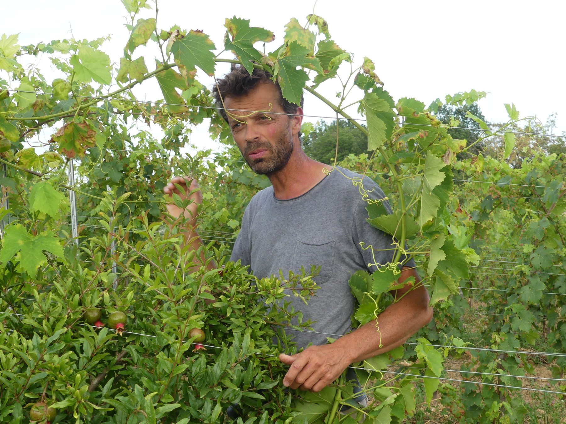 Château Tire-Pé – vignerons et domaine partenaires des Bons Sens