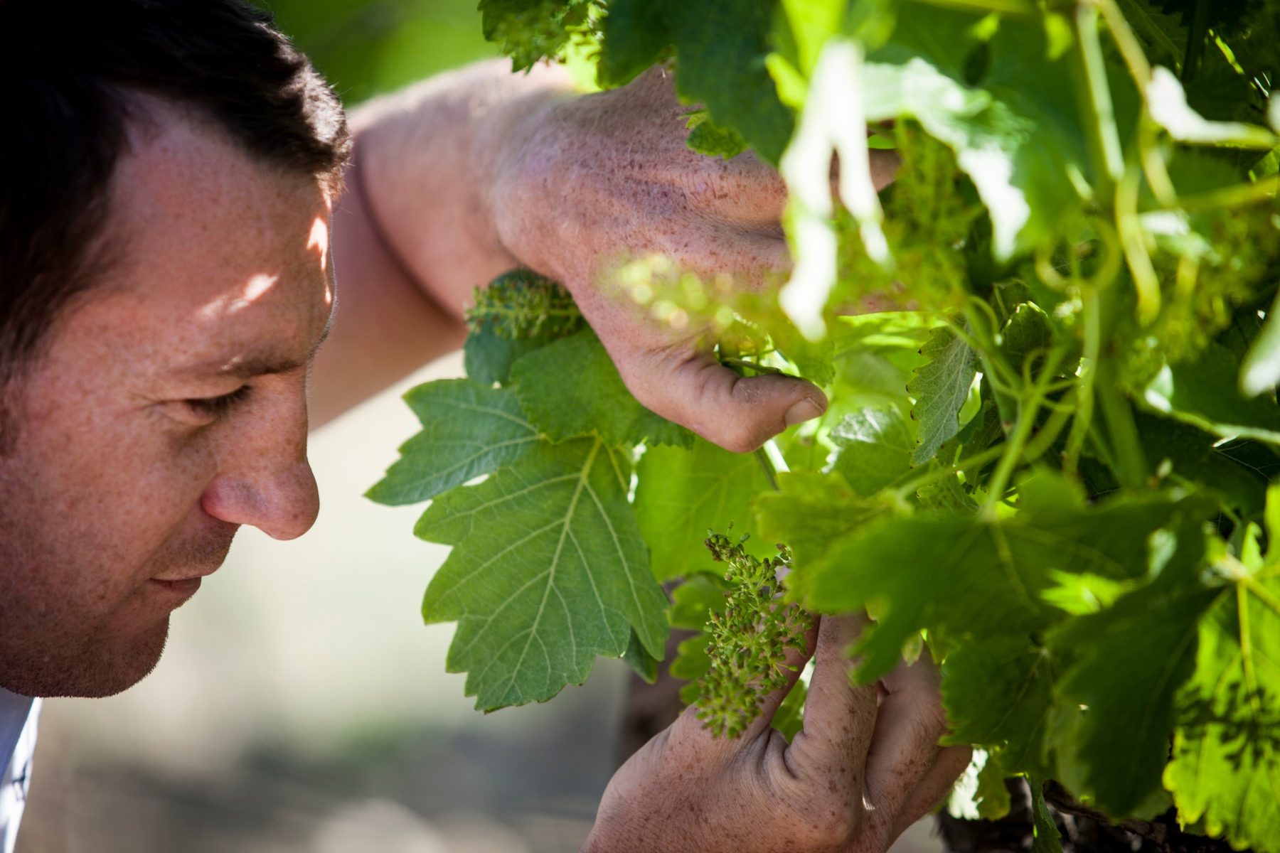 Domaine La Florane – vignerons et domaine partenaires des Bons Sens
