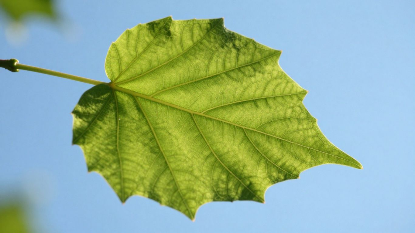 Green leaf against blue sky, symbolizing growth and sustainability.