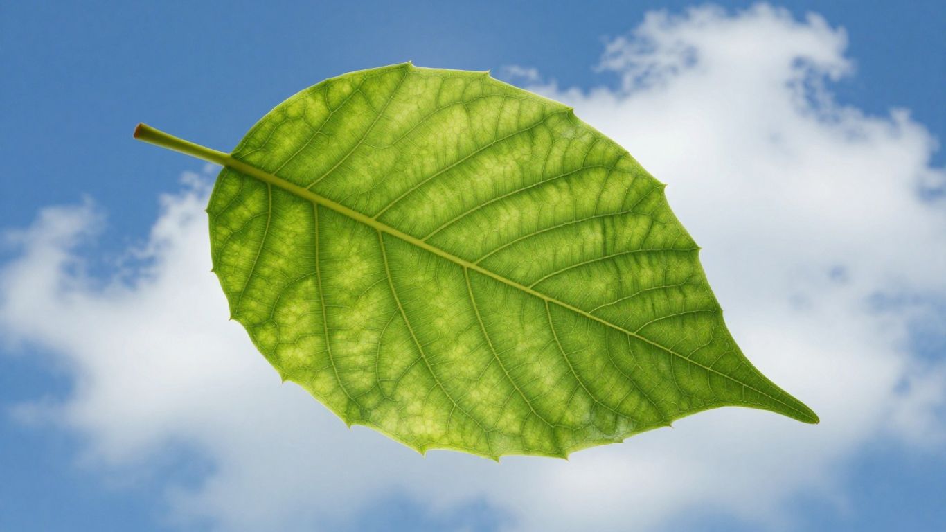 Green leaf with sunlight and clouds