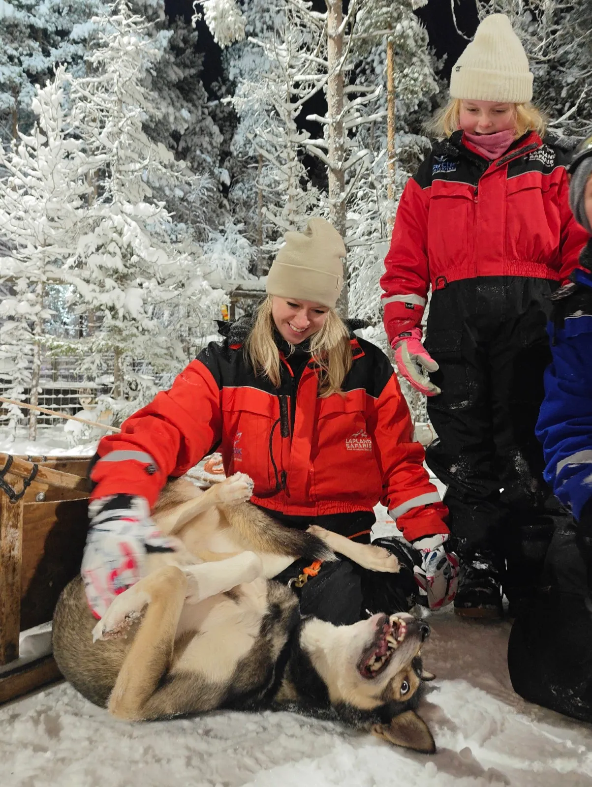 Guests spending time with Siberian Huskies at Tundra Huskies near Levi