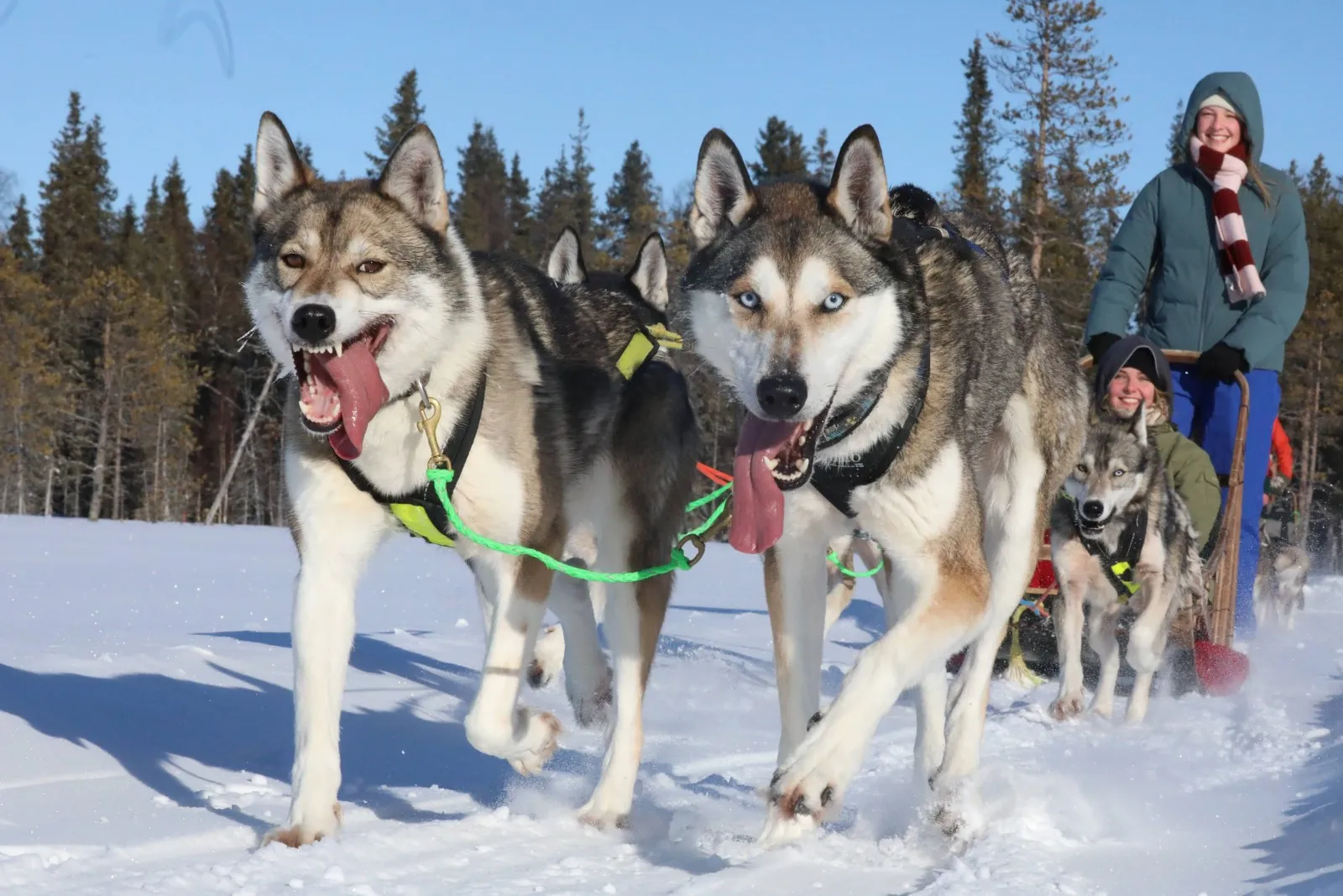 Husky team ready for a winter safari near Levi