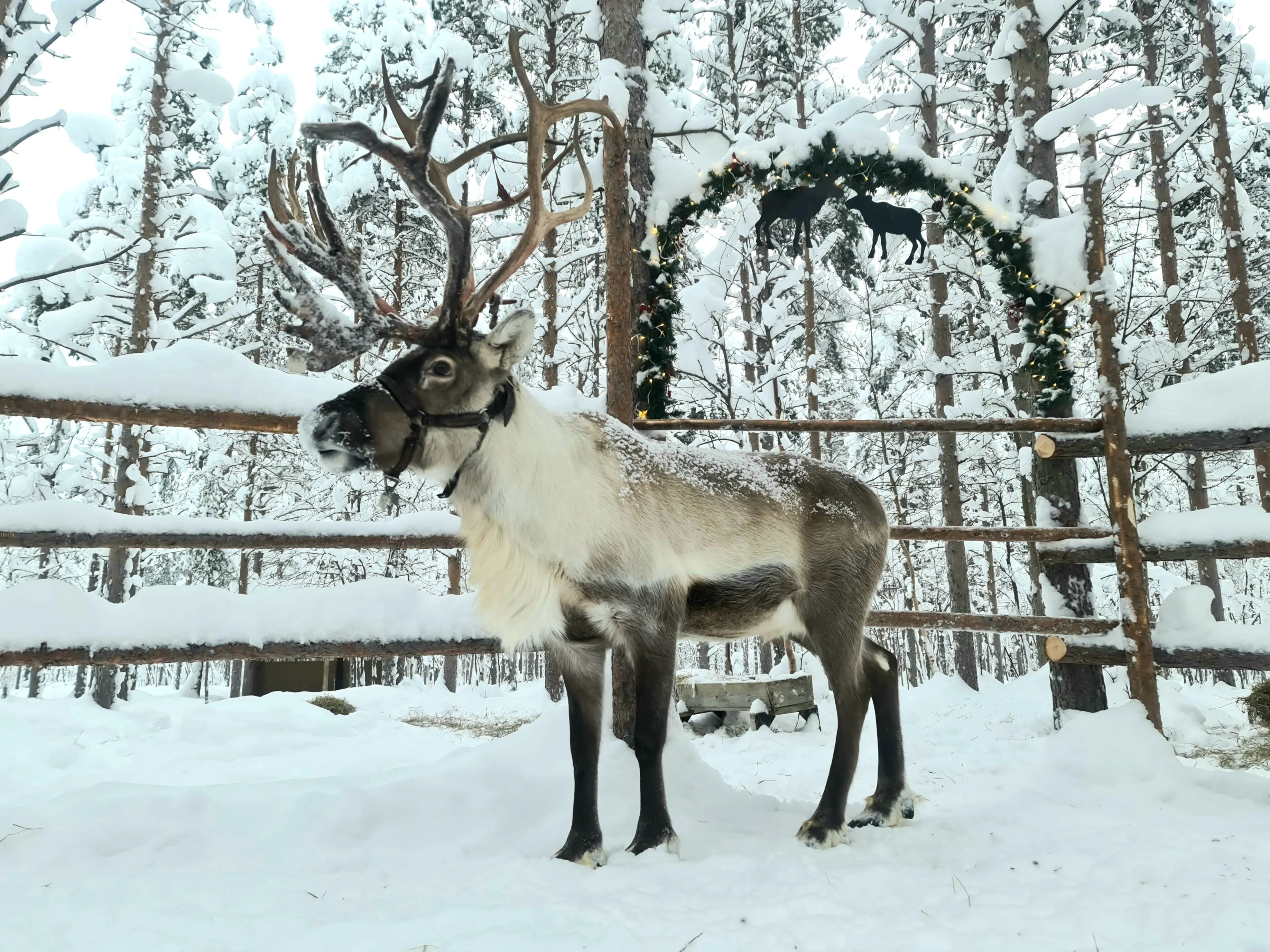 Reindeer at the Tundra Huskies farm near Levi