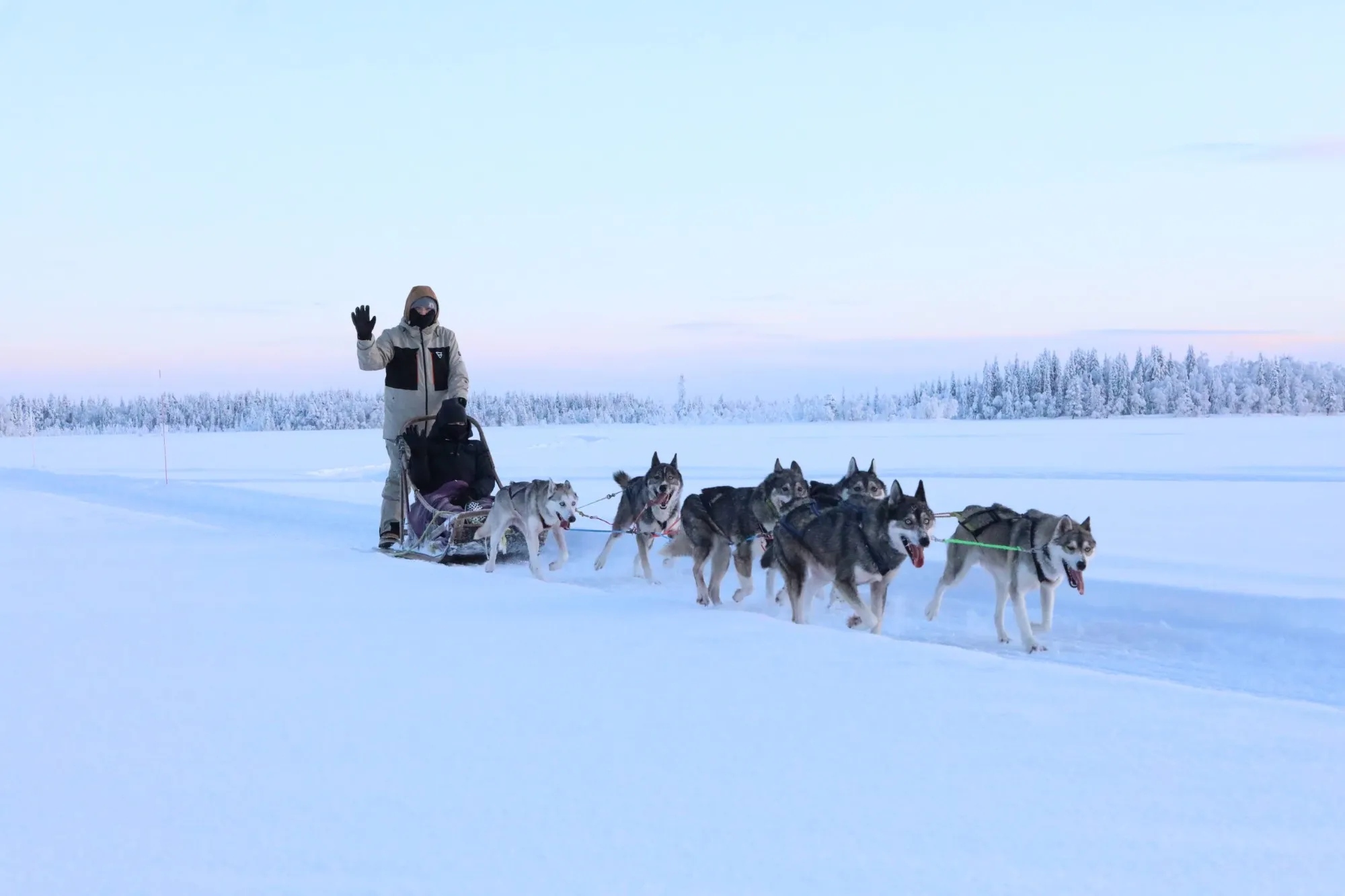 Husky team pulling a sled along a snowy trail near Levi