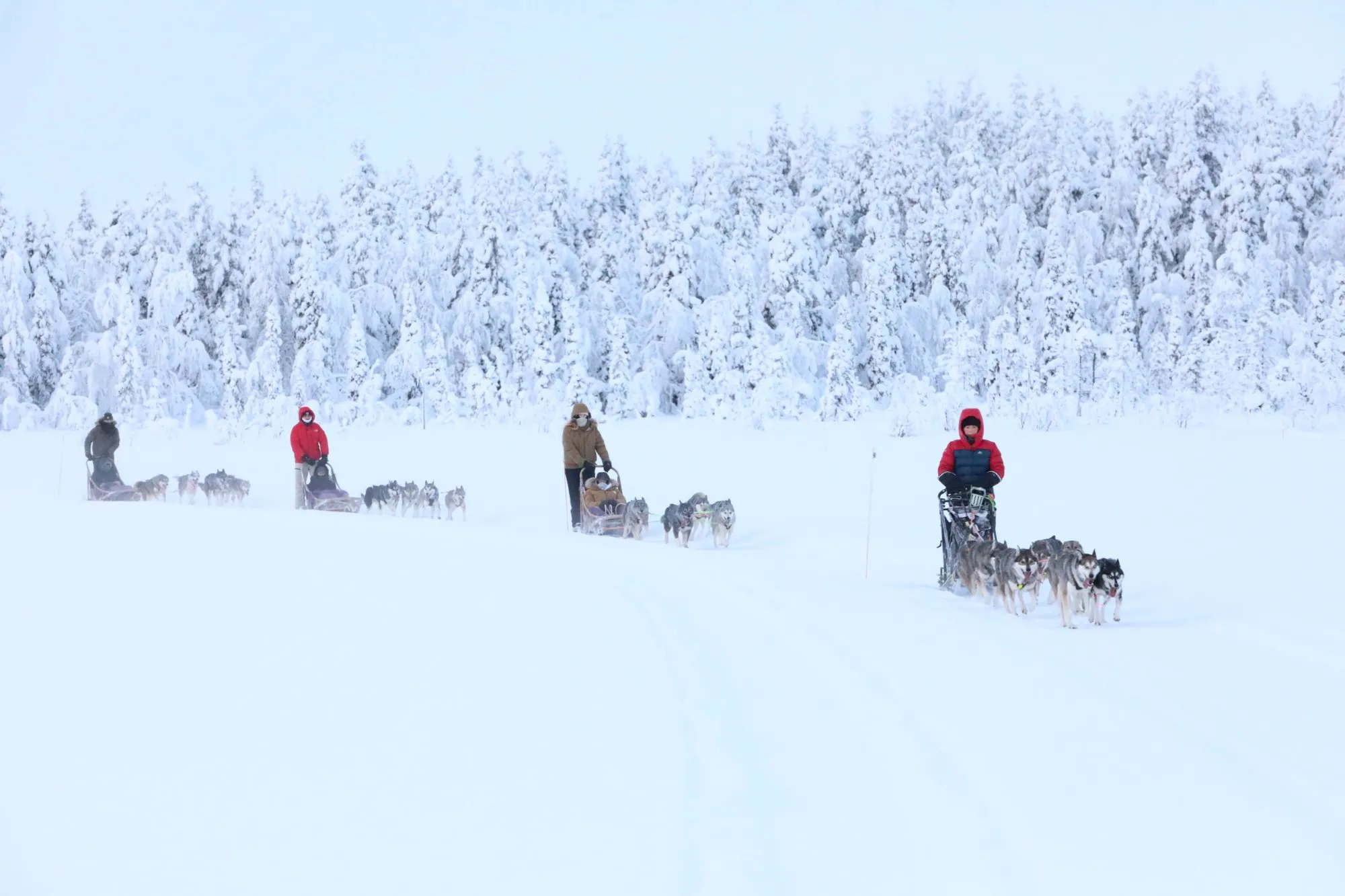 Husky safari teams travelling across a snowy trail near Levi