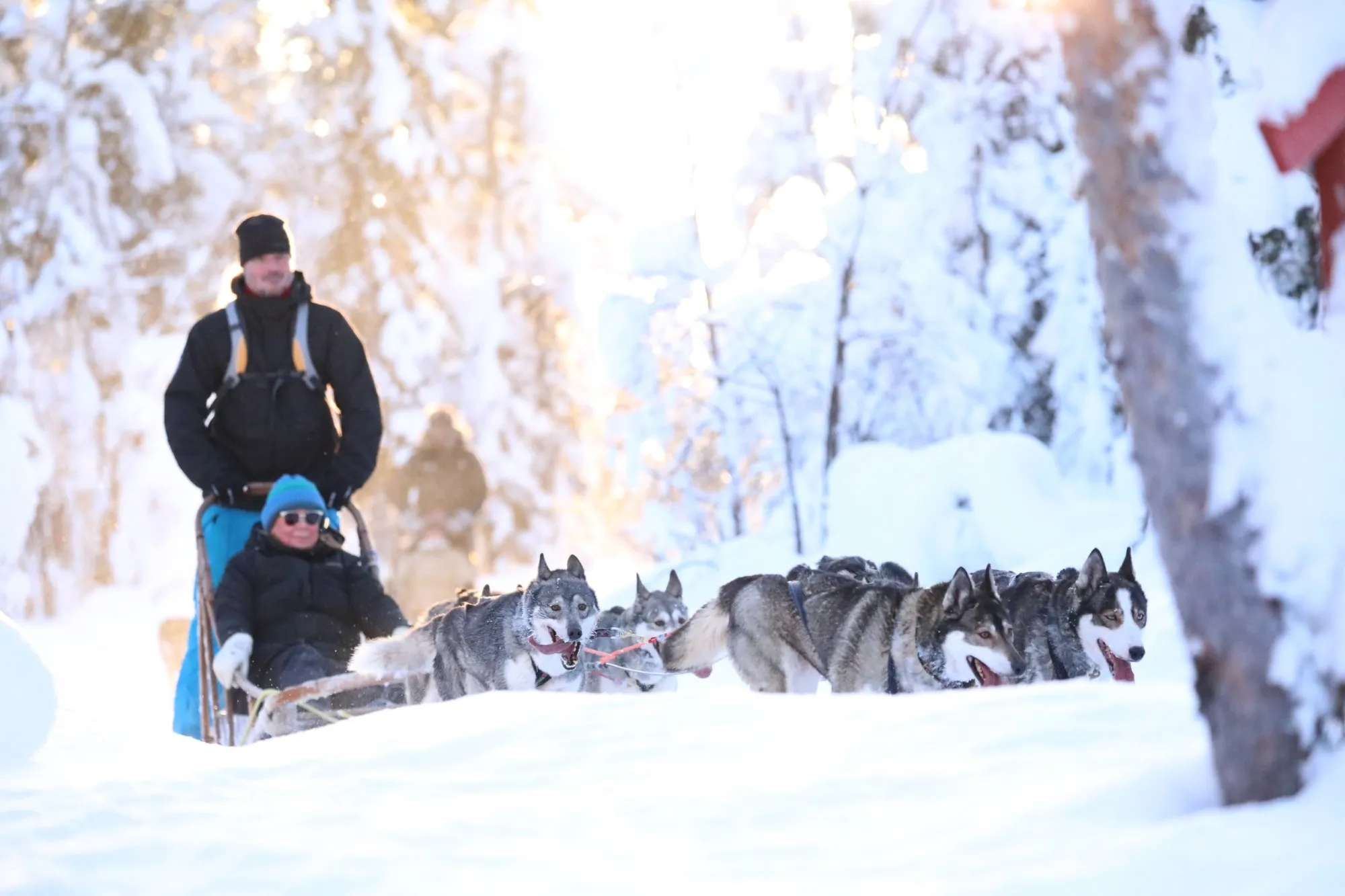 Siberian Huskies running on a winter safari near Levi