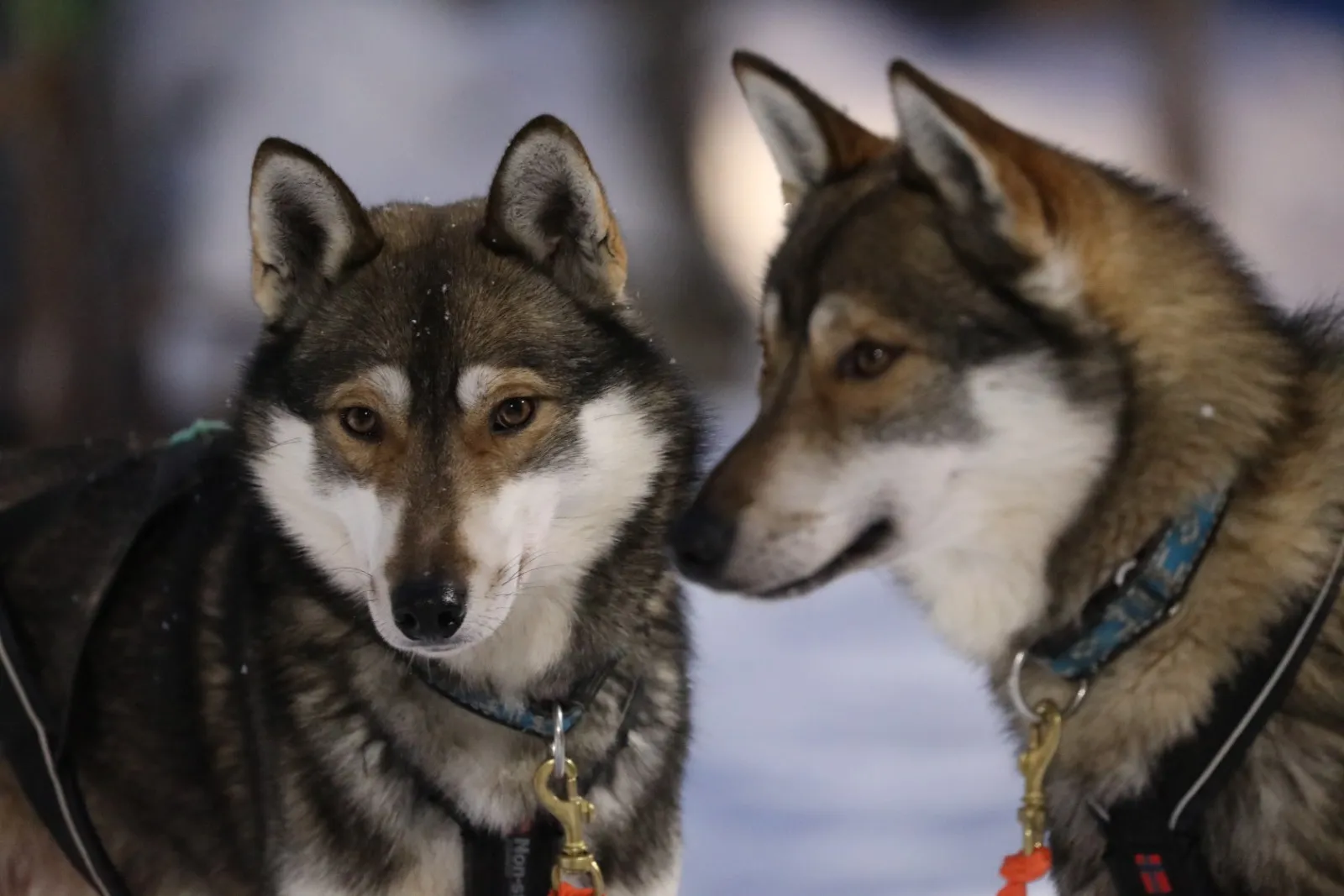 Two Siberian Huskies at Tundra Huskies near Levi