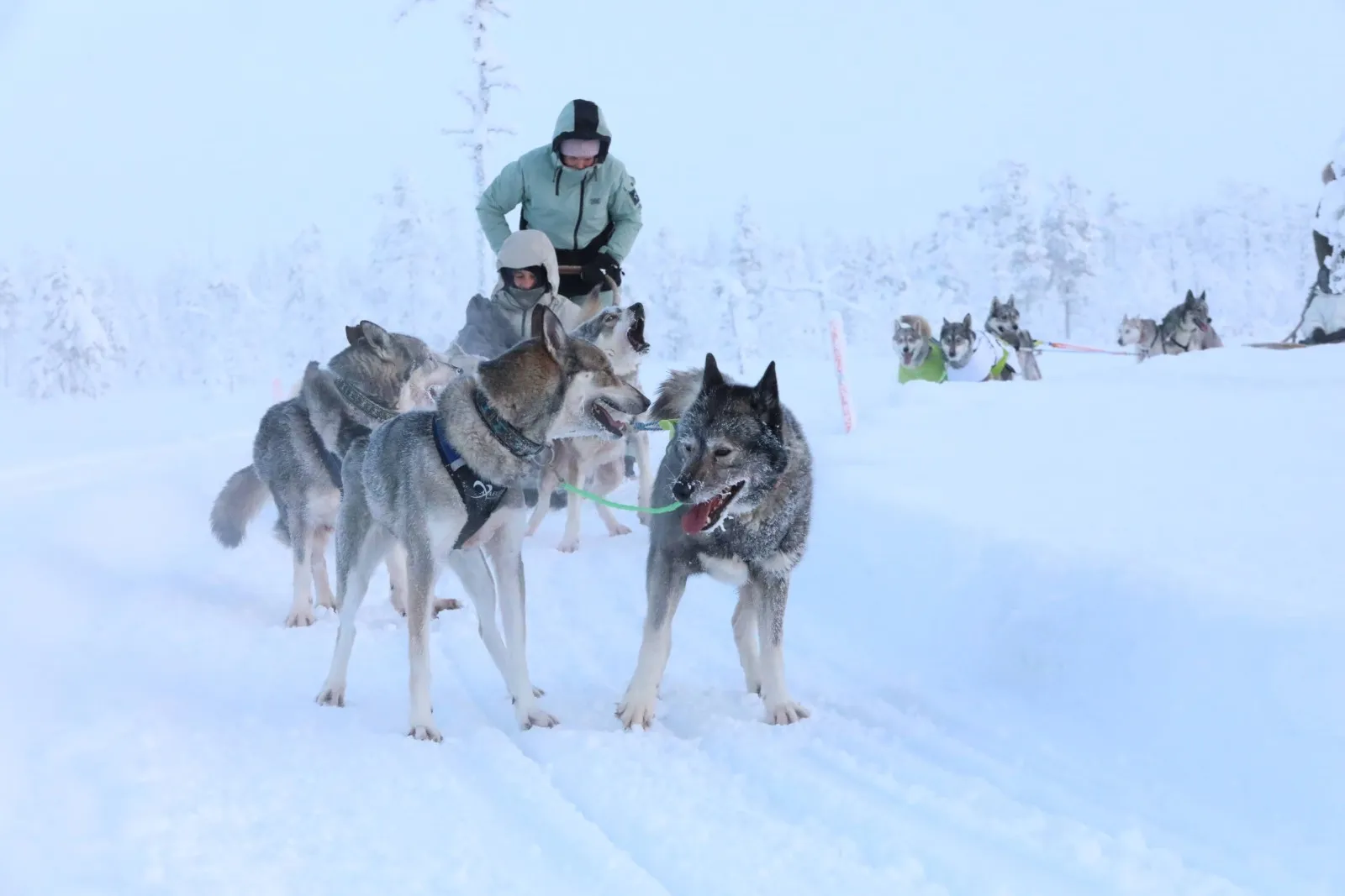 Husky sled team travelling across the snowy landscape near Levi