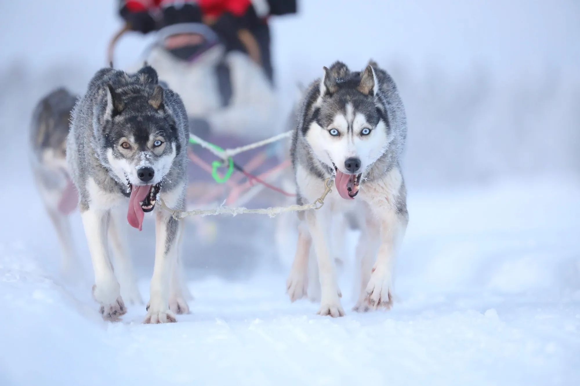 Siberian Huskies running through the snow on a safari near Levi