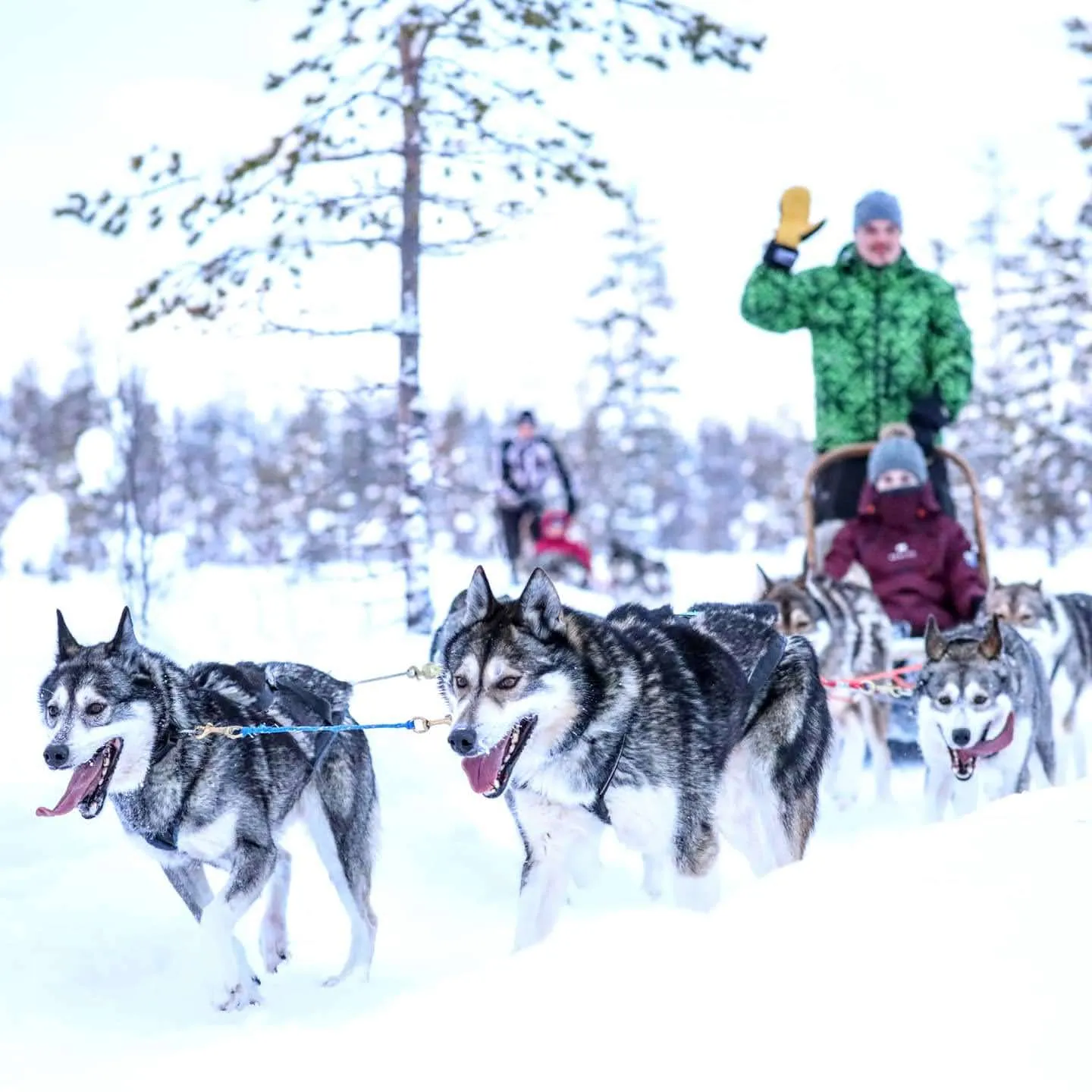 Guests with a husky team during a winter safari near Levi