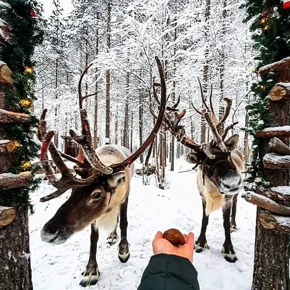 Reindeer in the snowy surroundings of Tundra Huskies near Levi