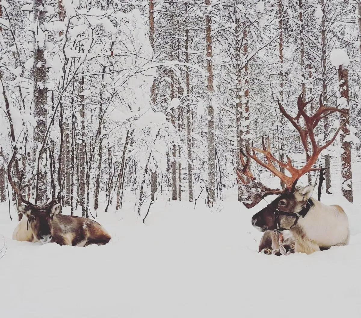 Reindeer at the Tundra Huskies farm near Levi