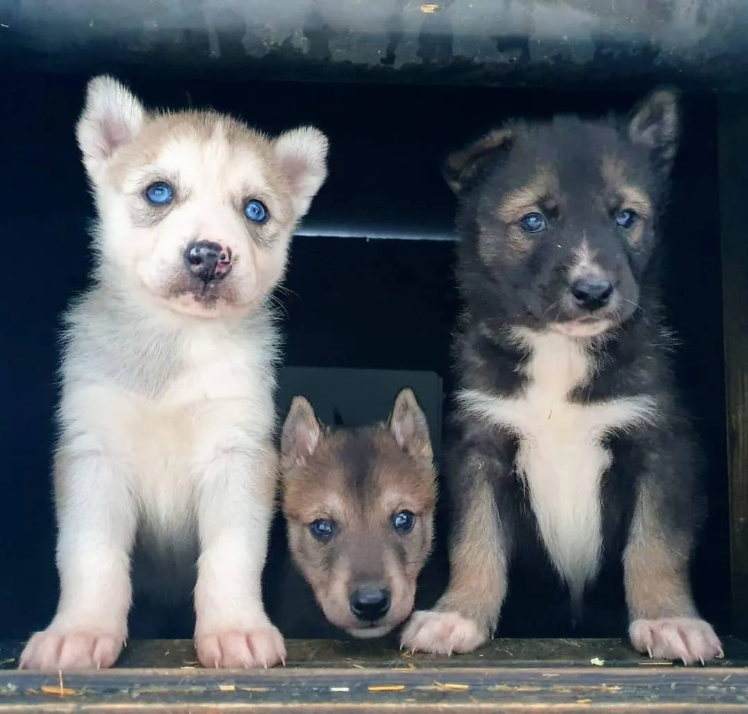 Three Siberian Husky puppies at Tundra Huskies near Levi