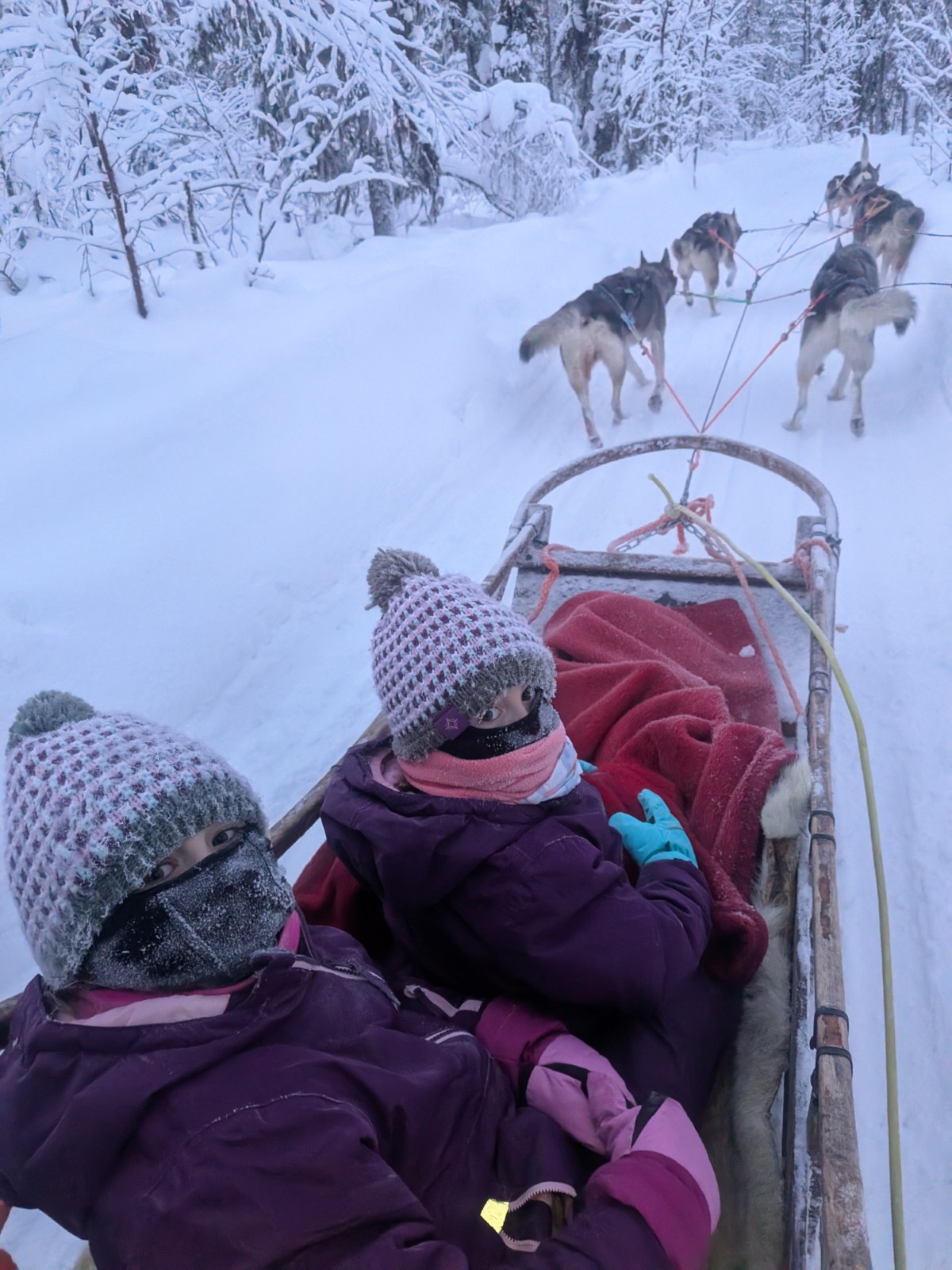 Guests riding in a husky sled through a snowy forest near Levi