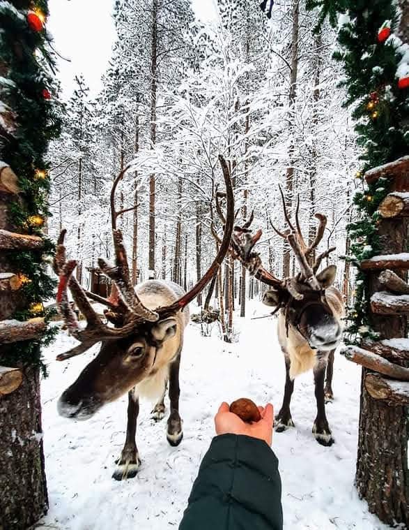 Reindeer being hand-fed at the Tundra Huskies farm