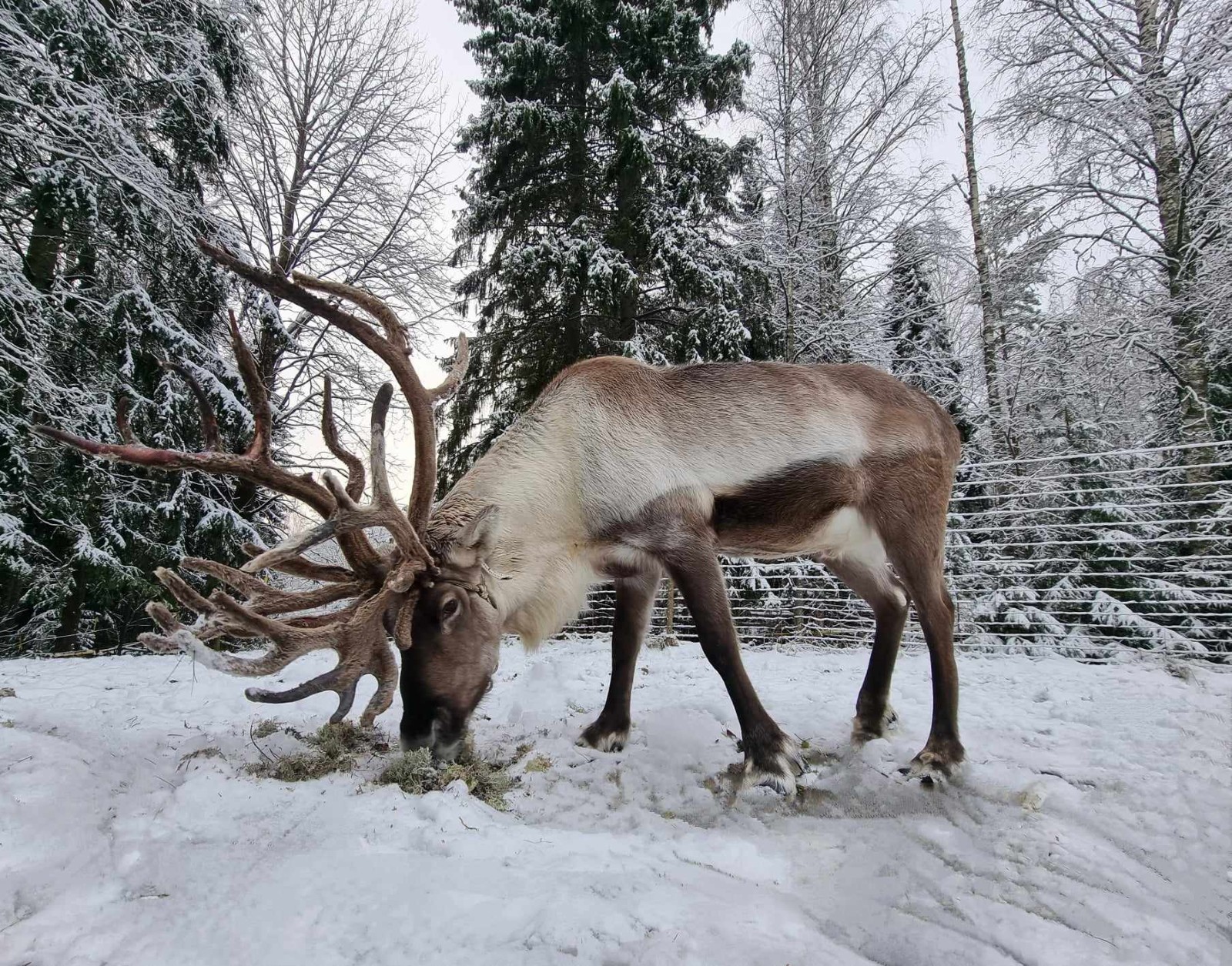 Reindeer standing in a snowy forest at Tundra Huskies near Levi