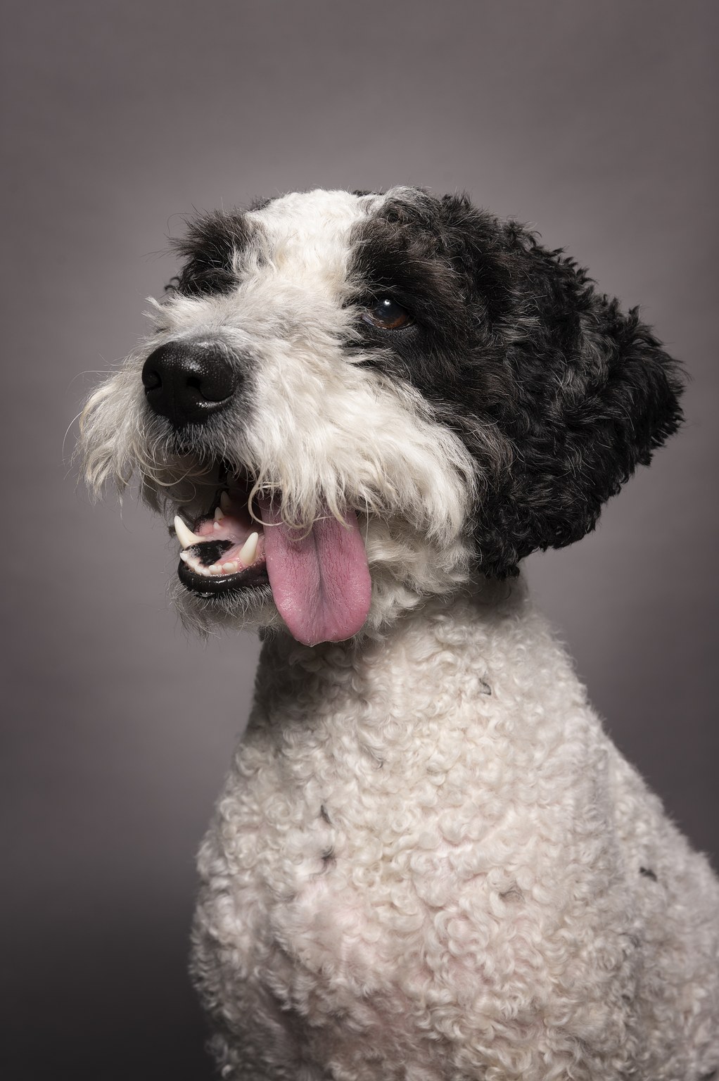 Close-up of a white and black curly-coated dog with its mouth open and tongue out against a gray background.