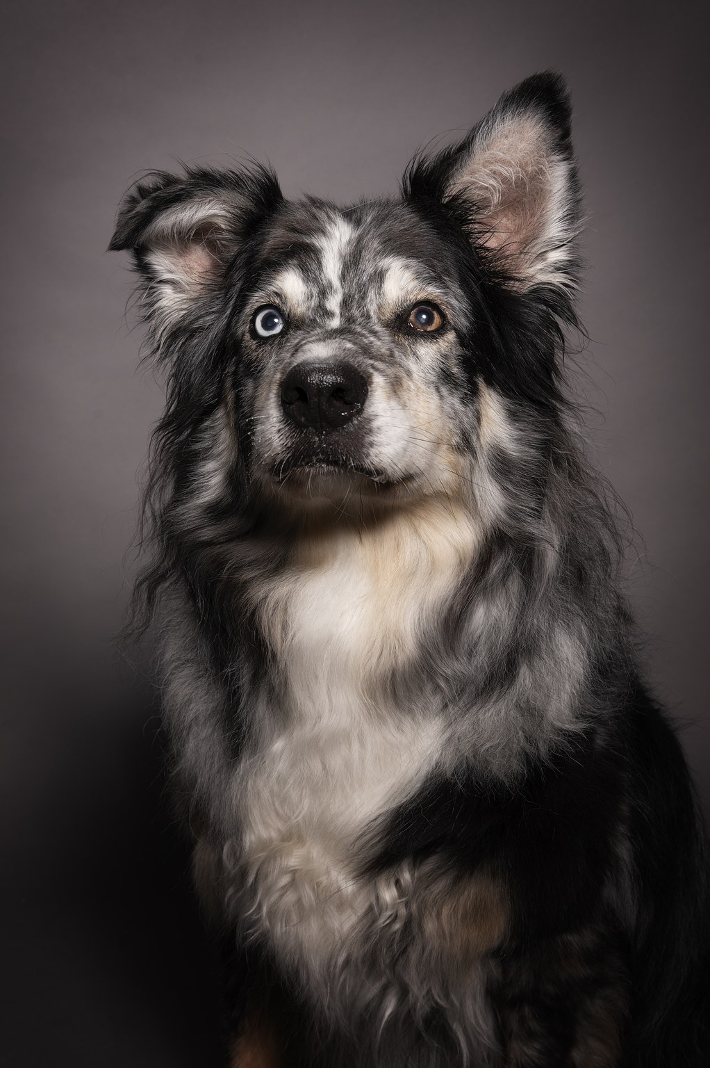 Close-up portrait of a dog with black, white, and gray fur, one blue eye and one brown eye, against a neutral gray background.