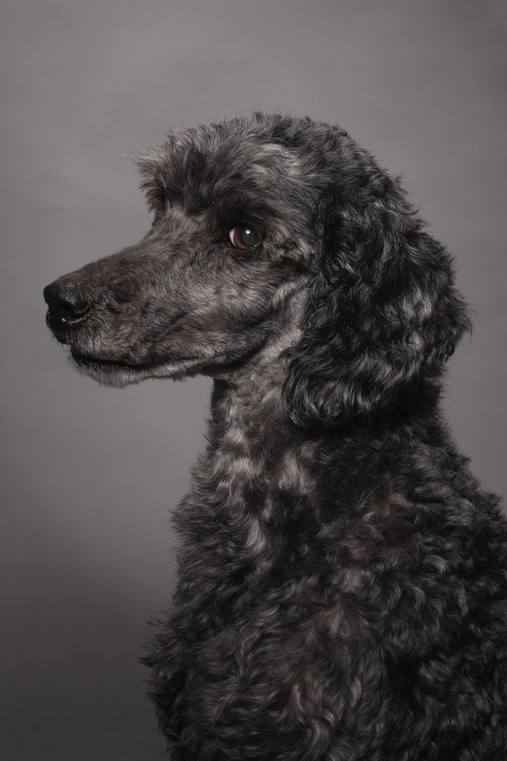 Close-up side profile of a curly-coated black poodle dog with brown eyes against a plain neutral gray background.