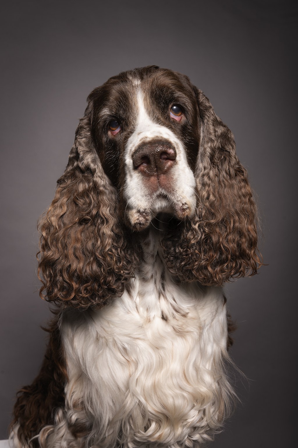 Close-up portrait of a brown and white English Springer Spaniel with long, curly ears and wavy fur on its chest, against a gray background.