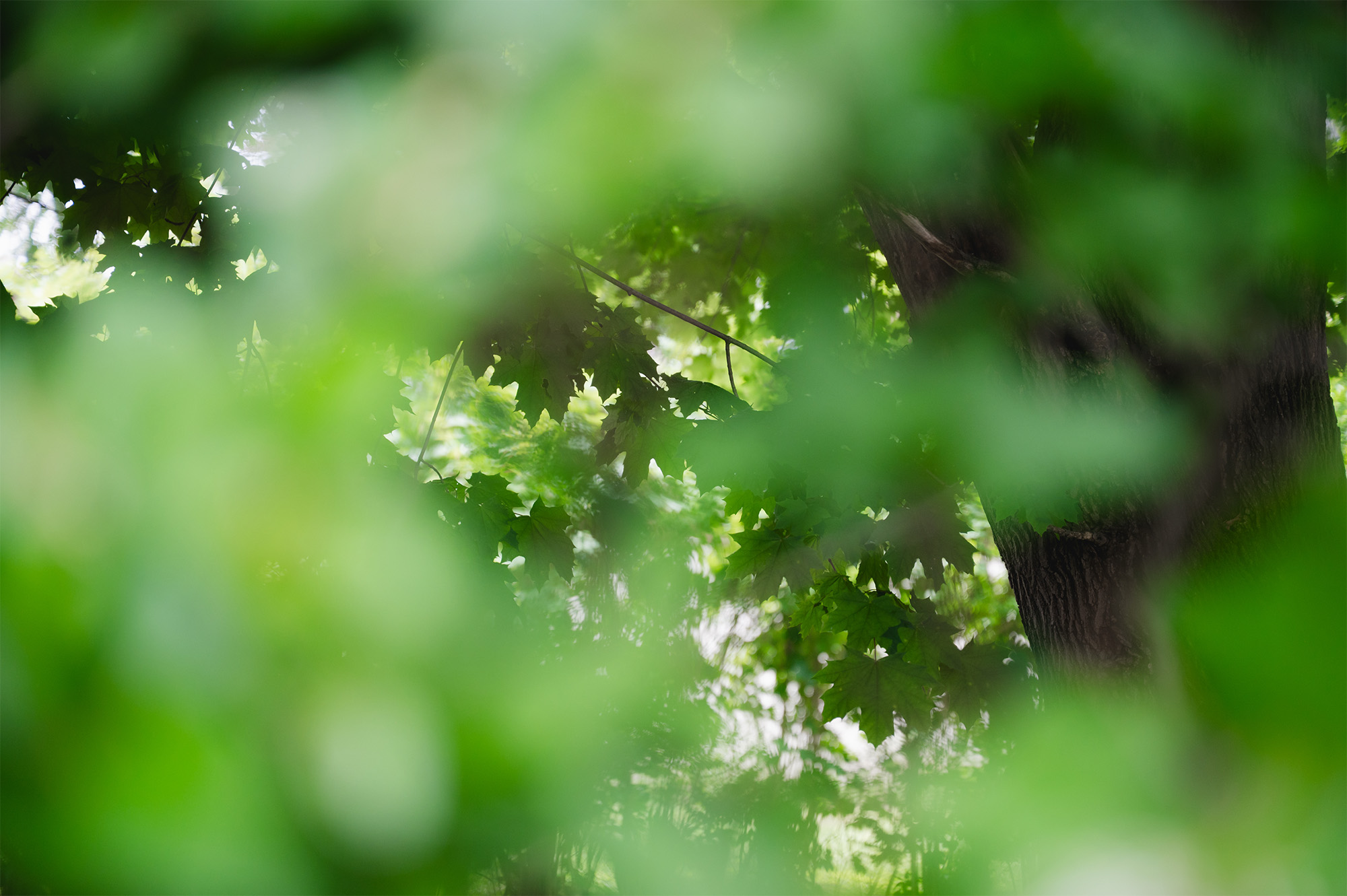 Green leaves on tree branches with blurred foliage in the foreground and a tree trunk on the right.
