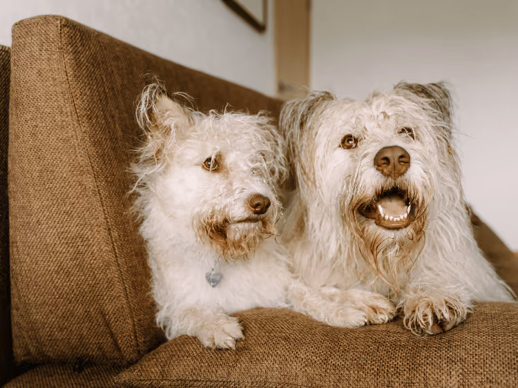 Pets on a couch