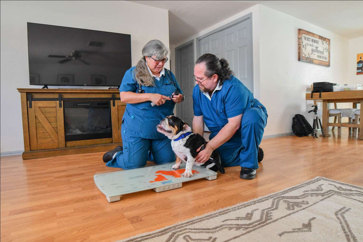 Vet 2 Home team caring for a small dog in its living room