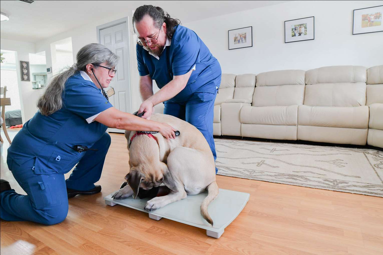 Vet 2 Home team examining a mastiff at home