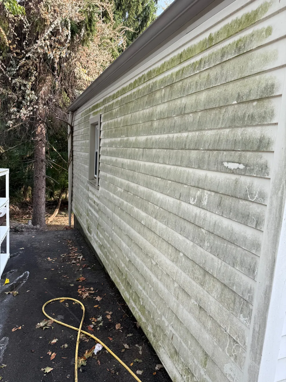 Long run of siding heavily greened with algae along a shaded driveway